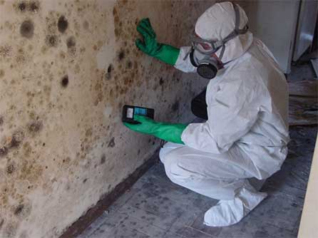 Mold Remediation Services in Southwest Florida.