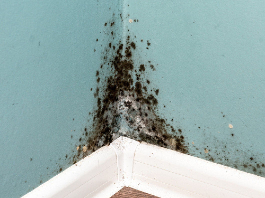 Mold inspection in Punta Gorda, FL.